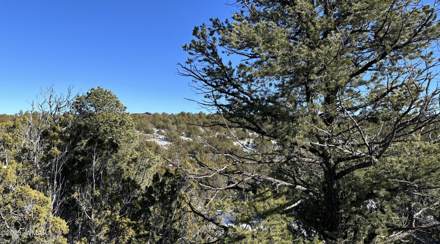 Pinon and Junipers