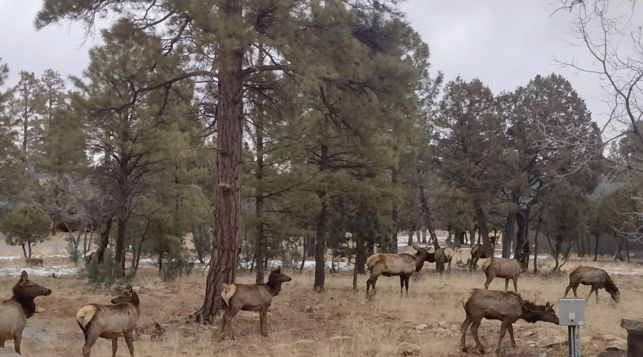 6 Herd of Gorgeous Elk