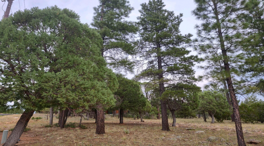 Nice Tall Pines