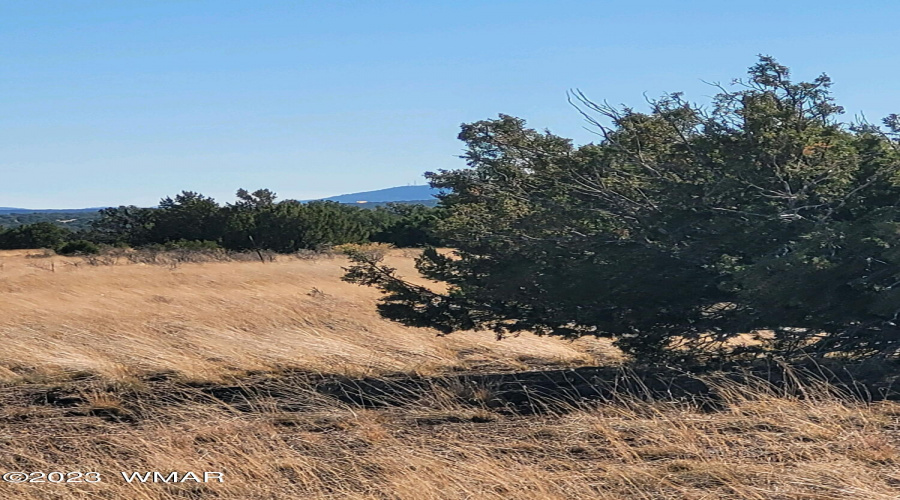 SIDE TREE 2