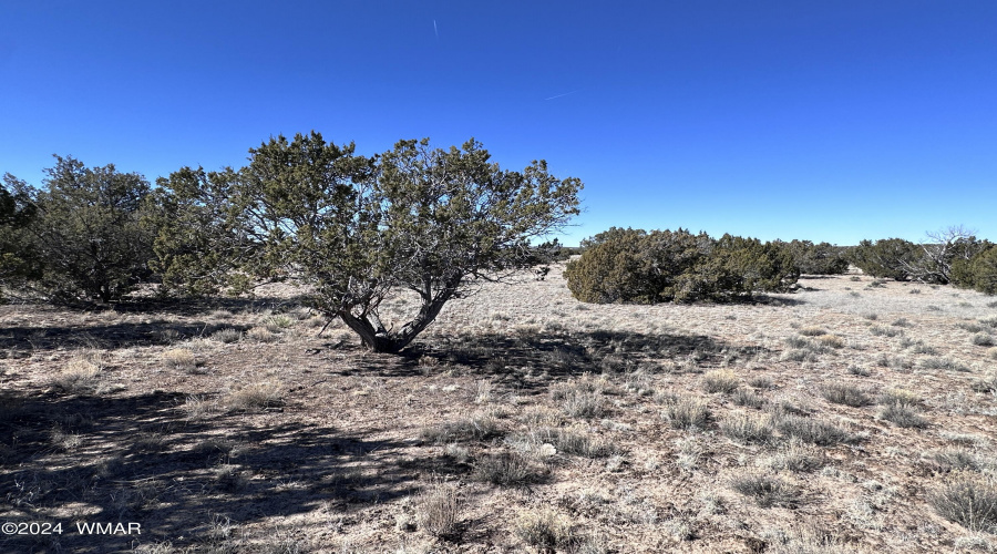 Juniper Trees