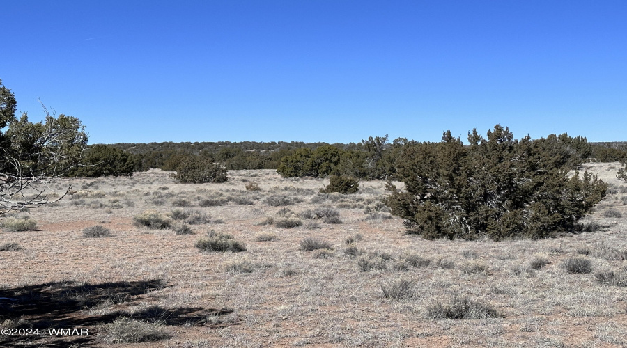 Mixure of junipers, grasses and scrub