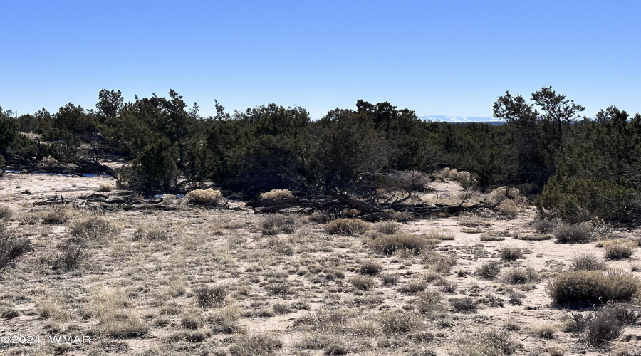 Junipers and grasses