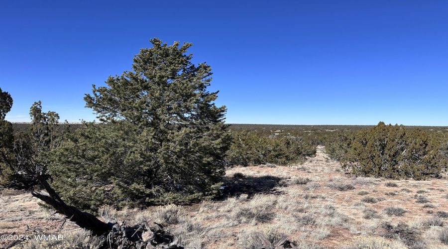 Junipers and grasses