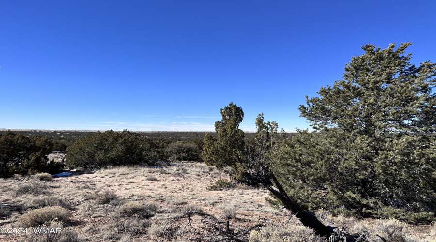 Junipers and grasses