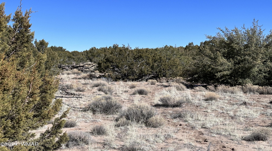 Junipers and grasses