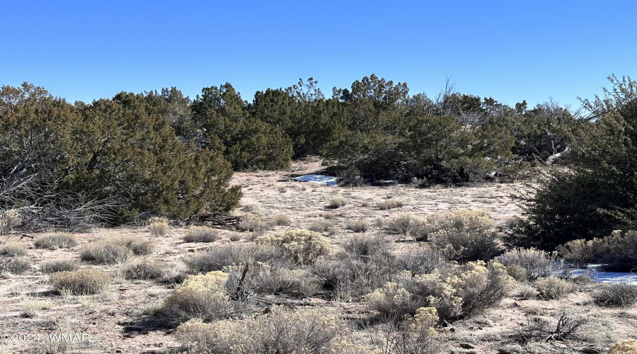 Junipers and grasses