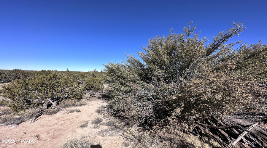 Junipers and grasses