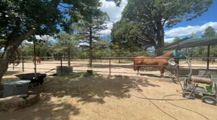 horse corral great trees