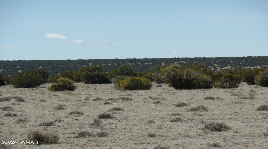 Cedar and scrub