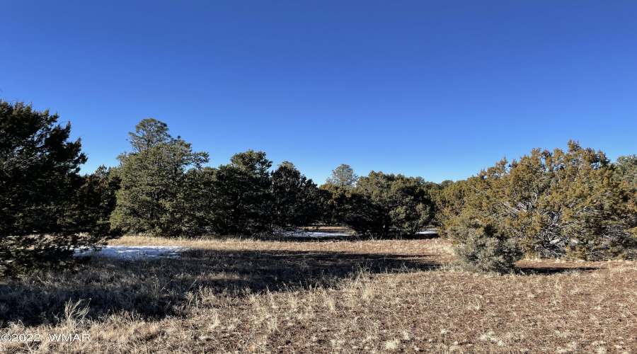 Mixture of Pondersoa, Junipers and Pinon