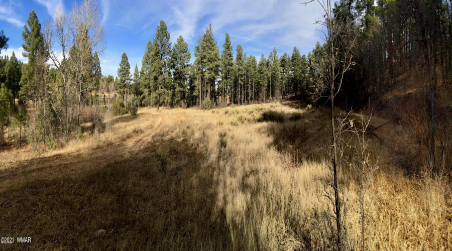 Meadow panorama