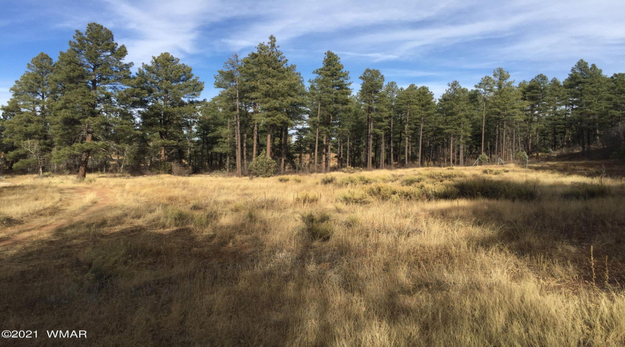 Additional view of meadow looking east