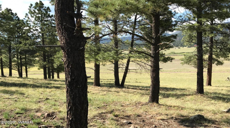 VIEW THRU TREES