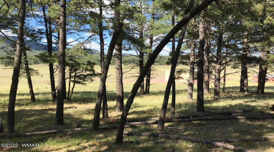 VIEW OF GARAGE THRU TREES