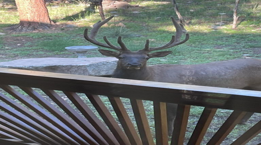 Backyard Wildlife