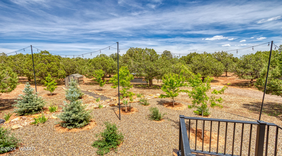 lots of nice new trees in the back yard