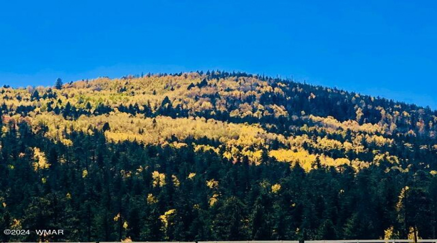 Fall In The White Mountains