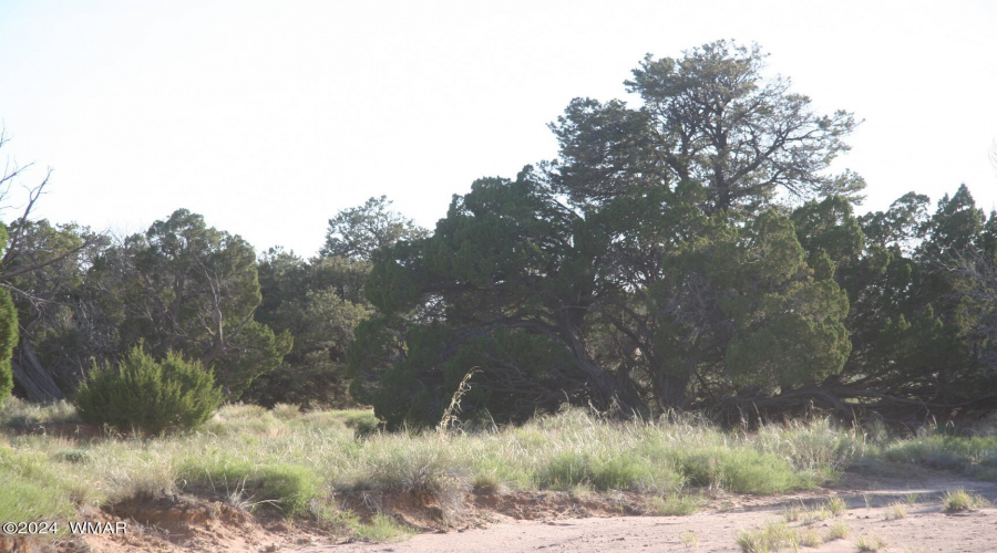 Large Pinion Pine trees