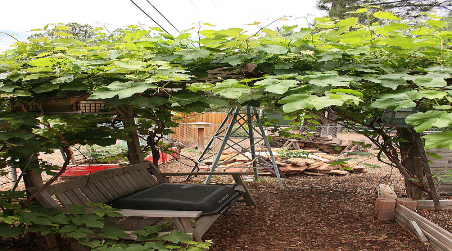 026_Grape Arbor - Copy