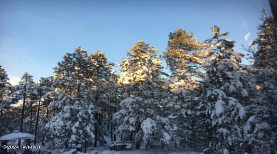 Pines in the snow