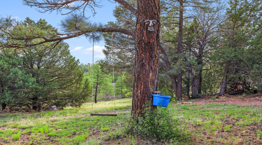 great mature trees