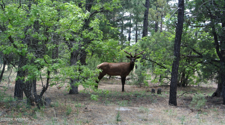 Elk