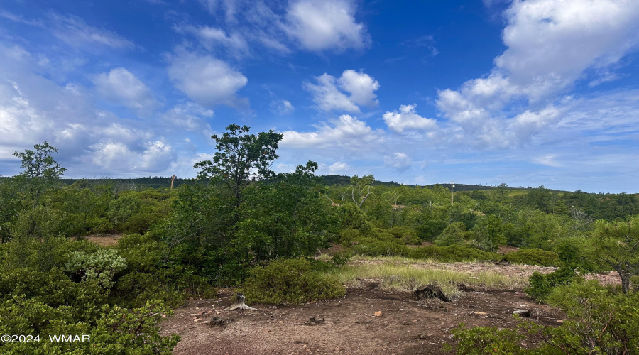 TREES ON LOT