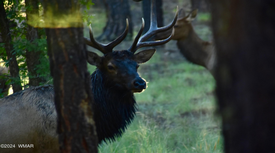 Young Bull Elk