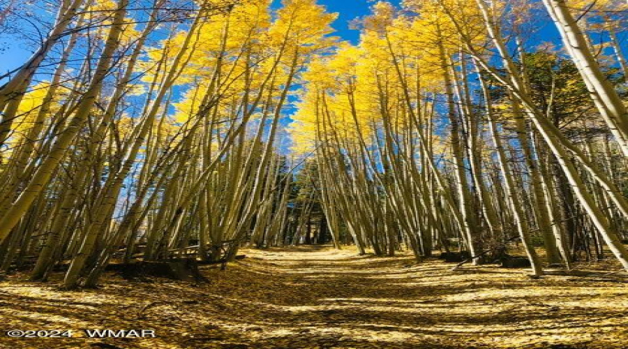 Fall In The White Mountains