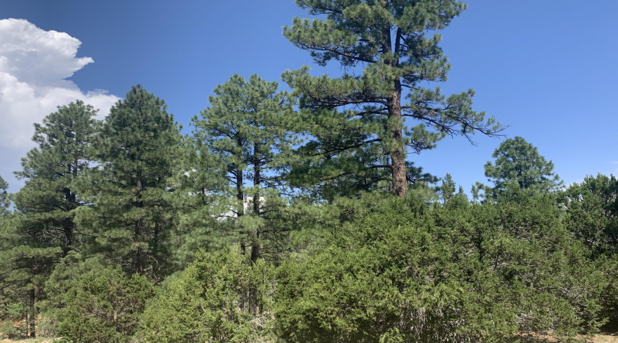 View in the Pines