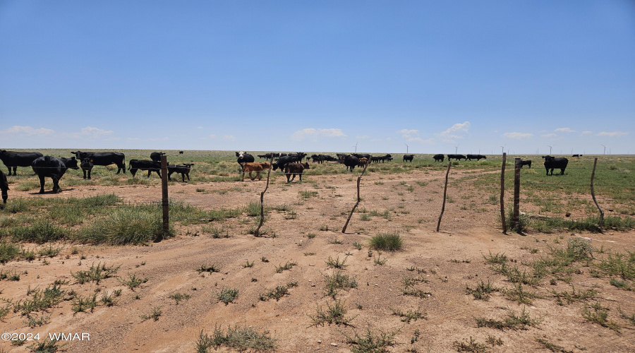 Open range cattle on property