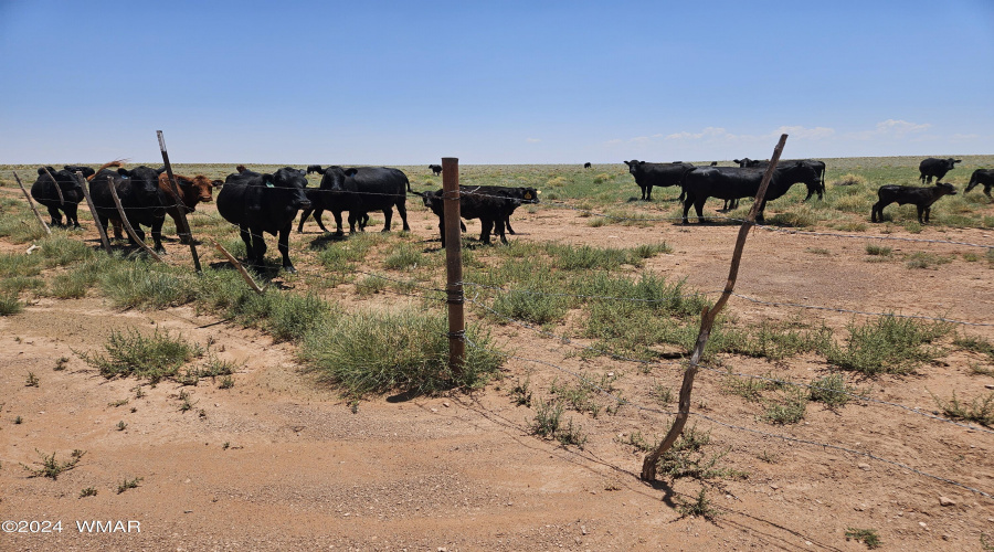 Fence line east