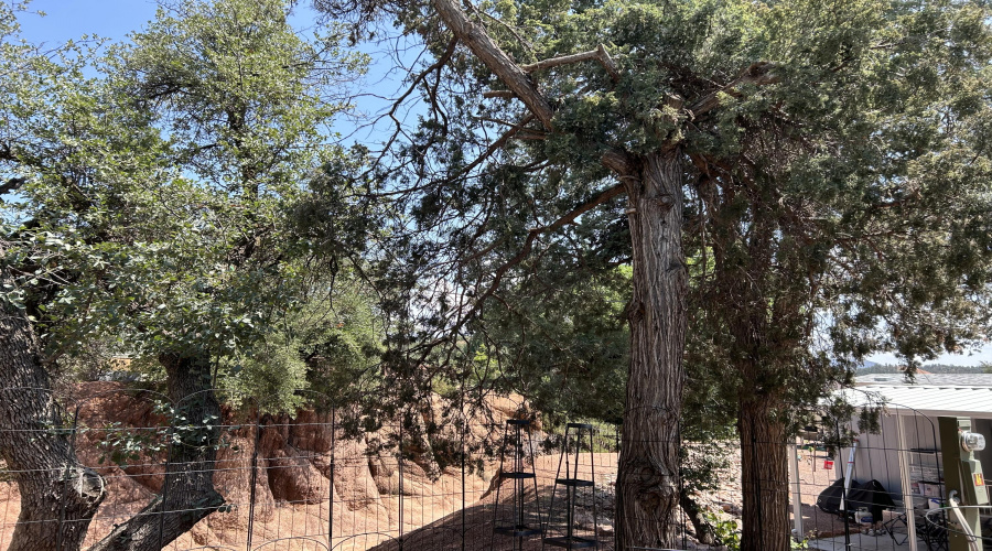 Shade Trees in the Back