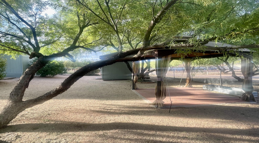 Mature shade trees