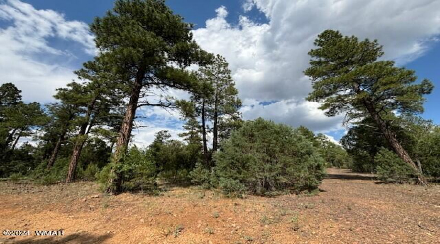 Ponderosa Pines