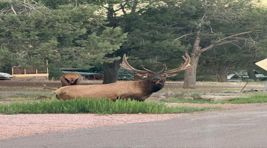 Neighborhood wildlife