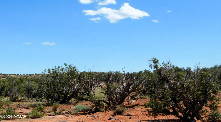 TBD County Road 8439 Concho Valley, AZ