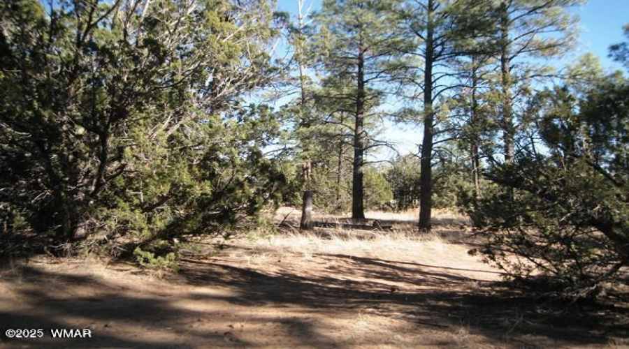 2081 Forest Park 2