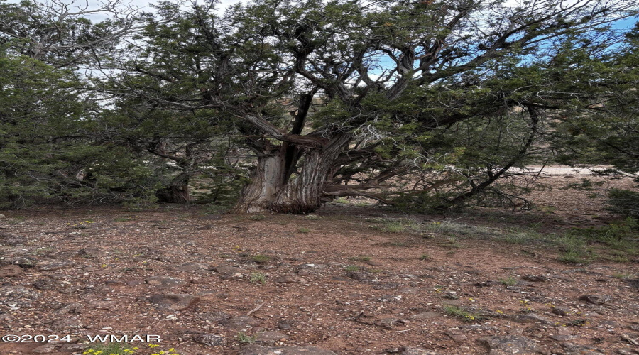 Shaggy Bark Juniper