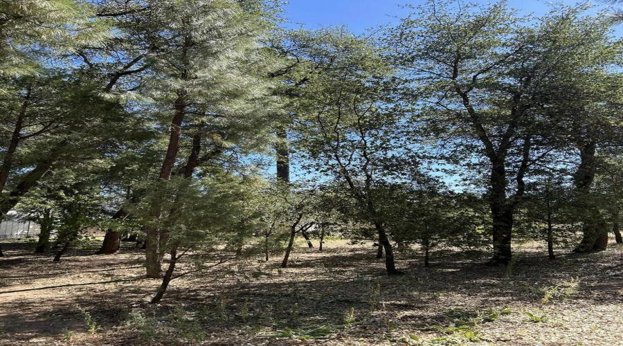 lots of trees on property