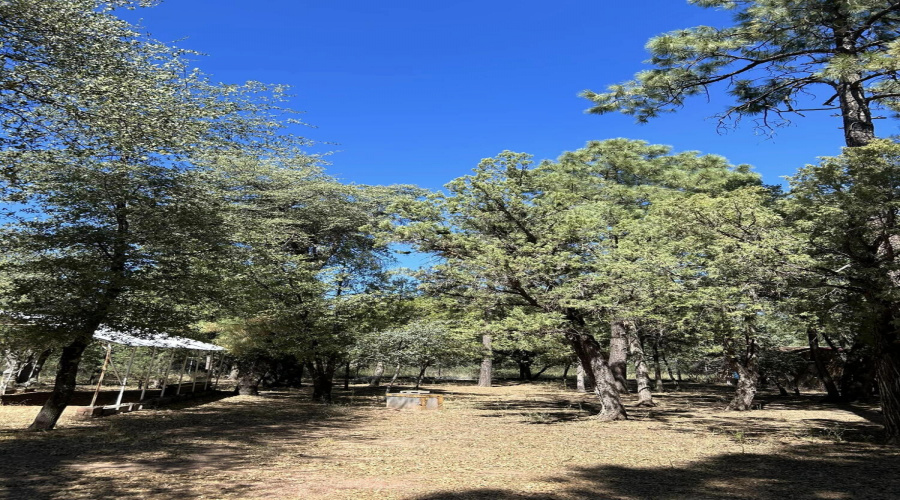 trees on property kodz rd