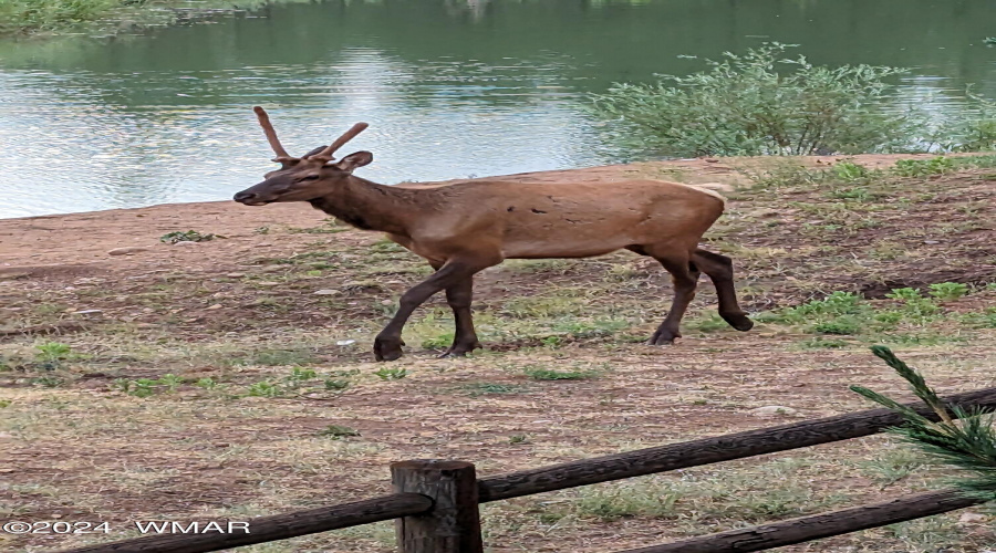 WILD LIFE IN YOUR BACK YARD