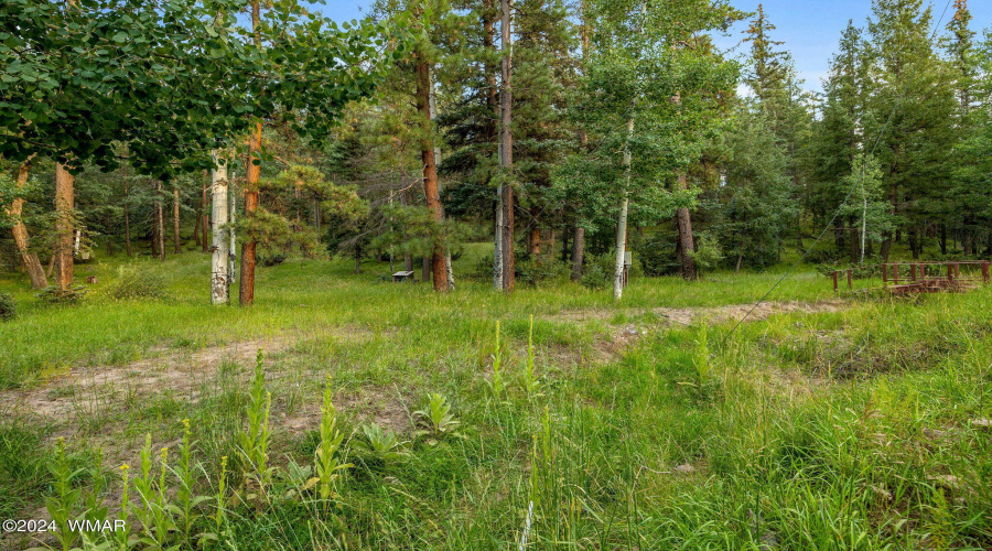 Pines & Aspens