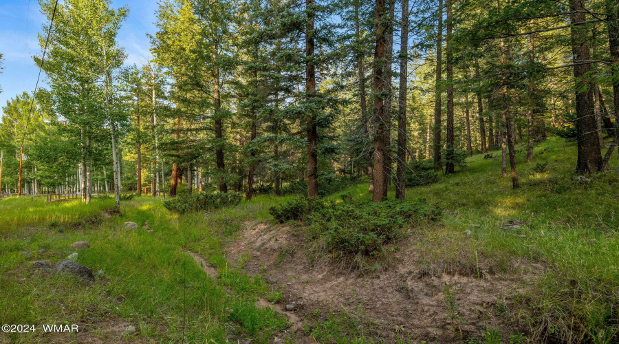 Pines & Aspens