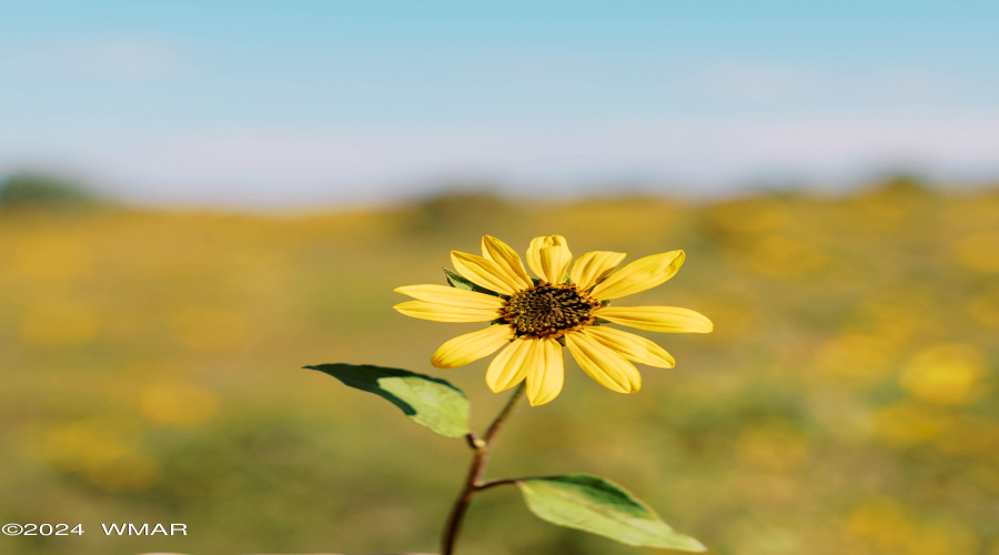 WILD FLOWERS IN THE FOREST