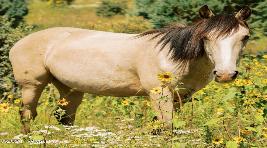 WILD HORSES IN THE FOREST