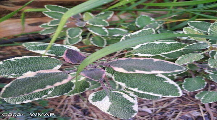 Decorative Plants