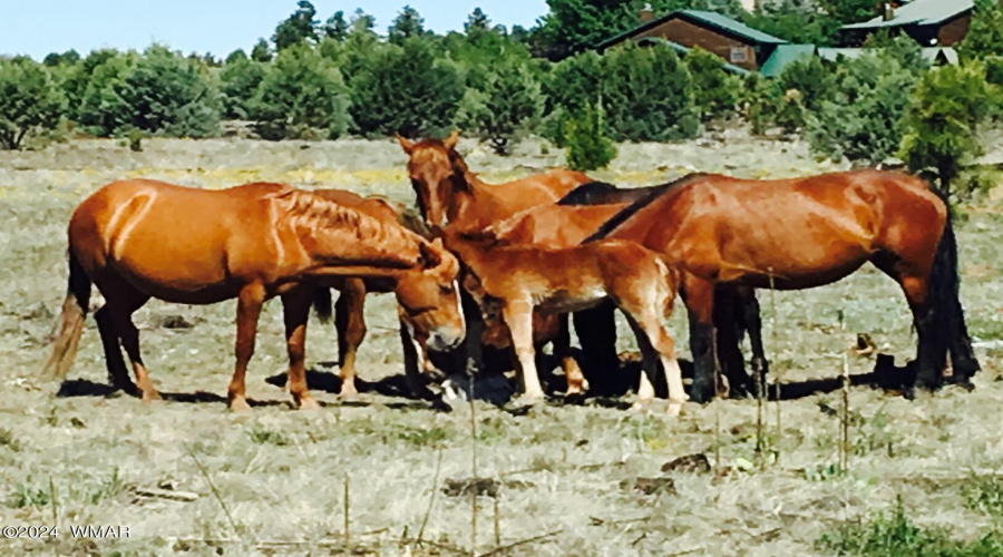 WILD HORSES IN THE FOREST NEAR BY