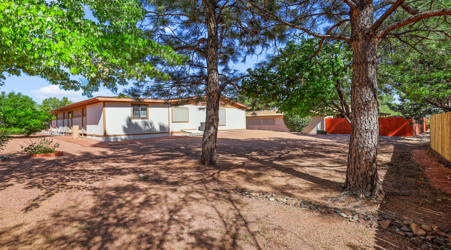 Backyard Trees